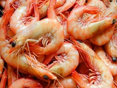 NetObjects Fusion Essentials